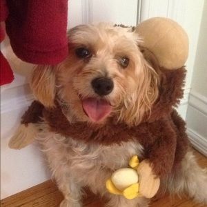 Top Paw Halloween collection monkey ,dog costume